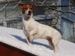 jack russell terrier Cannelle - Jack Russell