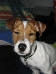 Doowy jack russell de 5 moi a l aise... - Jack Russell