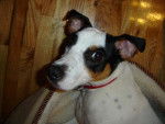 Jack Russell - Charlot - Jack Russell