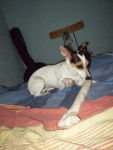 xena jack russell - Jack Russell