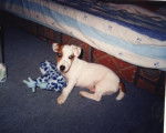 jack russell jockos - Jack Russell