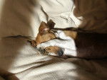 Jack Russell - Carpette - Jack Russell