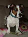 Jack russell Louska - Jack Russell