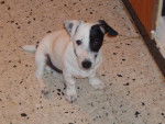 jack russell COSMO - Jack Russell