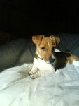 Jack Russell , Canelle - Jack Russell