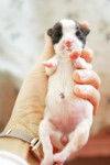 Jack Russell Pipette - Jack Russell