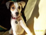 Cyrus, Jack Russell - Jack Russell