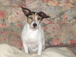 Jack Russell - Jack Russell