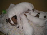 Cyrus, Jack Russell - Jack Russell