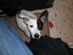 jack russell COSMO - Jack Russell