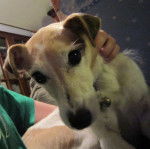 Choukie - Jack Russell (8 ans)