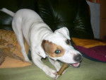 Cyrus, Jack Russell - Jack Russell