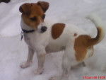 Jack Russell - SHIVA - Jack Russell
