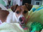 Jack Russell - SHIVA - Jack Russell