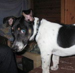 Jack russell - Jack Russell