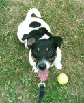 Jack russell - Jack Russell