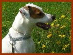 Cyrus, Jack Russell - Jack Russell