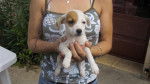 jack russell - Jack Russell