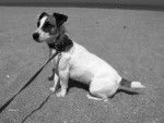 Jack russell Dixie - Jack Russell