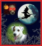 Cyrus, Jack Russell - Jack Russell