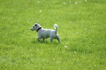 Jack Russell - Krusty - Jack Russell