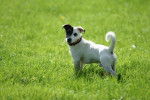 Jack Russell - Krusty - Jack Russell