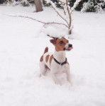 Jack Russell fitzy - Jack Russell