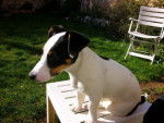 jack russell - Jack Russell