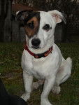 Jack Russell - Krusty - Jack Russell