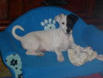 Jack russell - Smalto - Jack Russell
