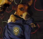 jack russell fitzy - Jack Russell