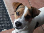 Jack Russell C'est "Jack" - Jack Russell