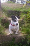 Tara - Jack Russell