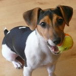 jack russell flip - Jack Russell