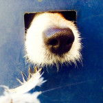 Joyce - Jack Russell (10 mois)