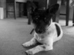 Maggie - Jack Russell (1 an)