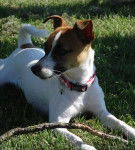 Naïa 1 an et 4 mois - Jack Russell (4 mois)