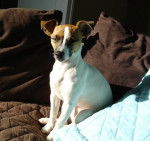 Naïa 1 an et 4 mois - Jack Russell (4 mois)