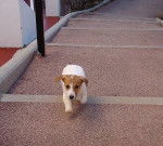 Coxy 9 mois - Jack Russell (9 mois)
