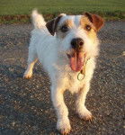 Vadrouille Parson Russel Terrier 4 ans - Jack Russell (4 ans)