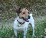 Tornade 4 ans et demi - Jack Russell (4 ans et demi)