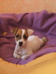 Cannelle 2 mois et demi - Jack Russell (2 mois)