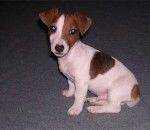 Zoo a 2 mois - Jack Russell (2 mois)