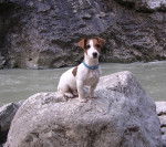 Zoo a 4 mois - Jack Russell (4 mois)