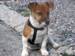 Jack a 6 mois - Jack Russell (6 mois)