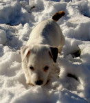 Atol a quelques semaines - Jack Russell