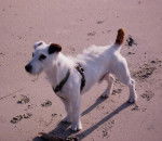 Atol a 1 an - Jack Russell