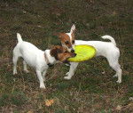 Cannelle et Tornade - Jack Russell