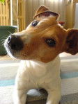Urrican - Jack Russell