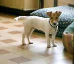Urrican 3 mois et demi - Jack Russell (3 mois)